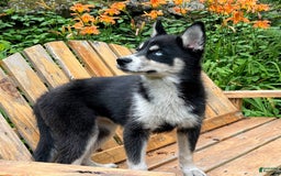 Siberian Husky dogs for sale: Starlight - Image 1