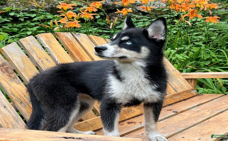 Siberian Husky dogs for sale - Ad 1