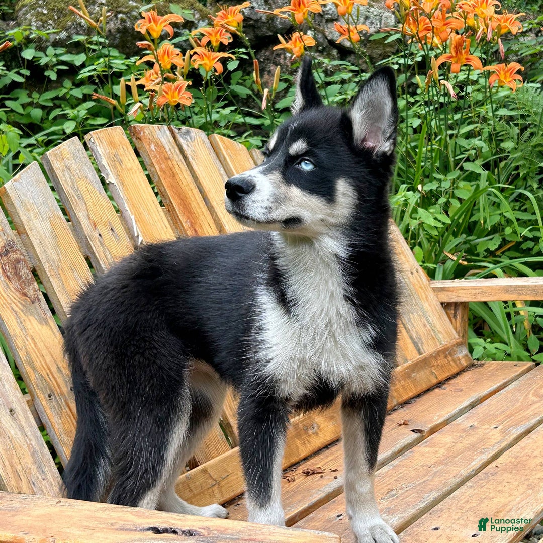 Siberian Husky dogs for sale: Starlight - Image 1