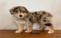 Mini Aussiedoodle dogs for sale: Waffle - Image 2