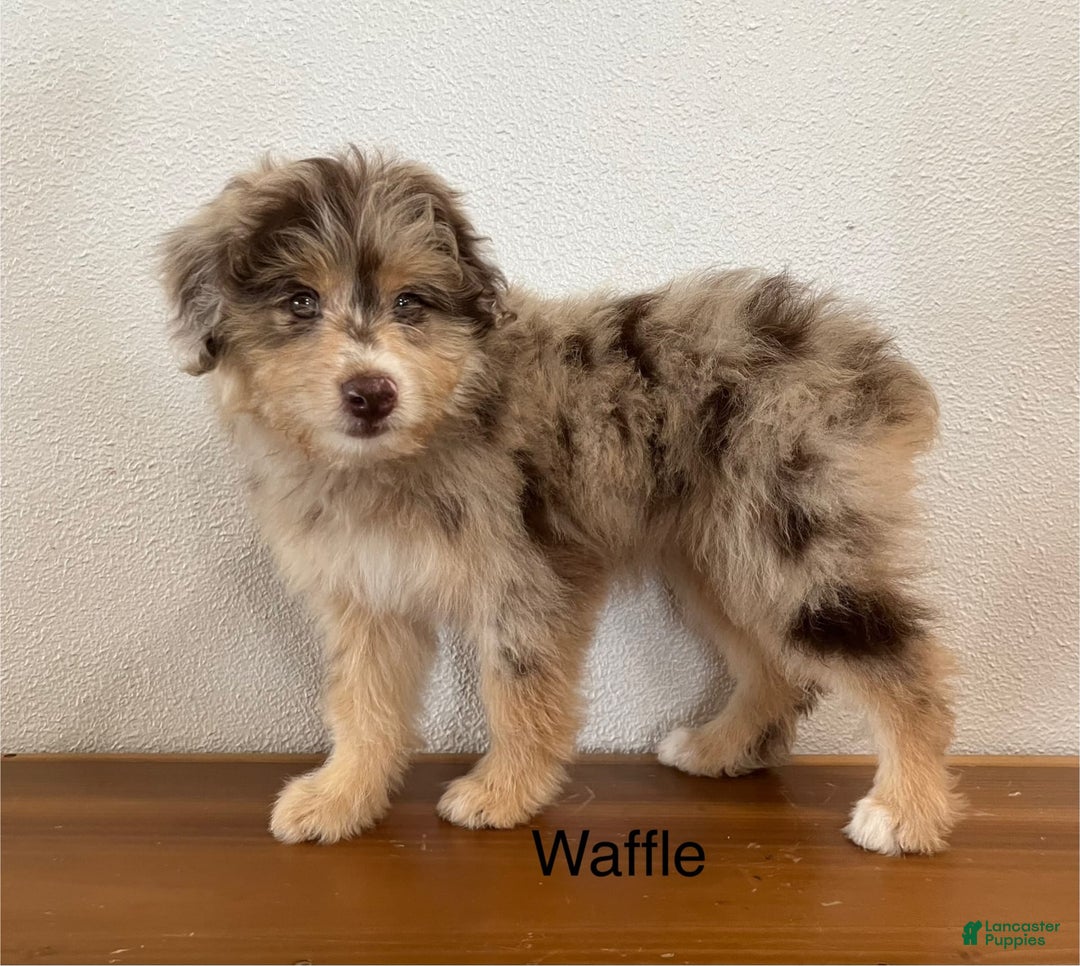 Mini Aussiedoodle dogs for sale: Waffle - Image 2