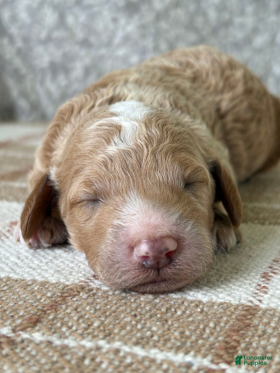 Standard Poodle dogs for sale: Cooper - Image 4