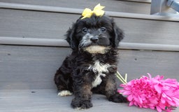 Cockapoo dogs for sale: Dolly - Image 7