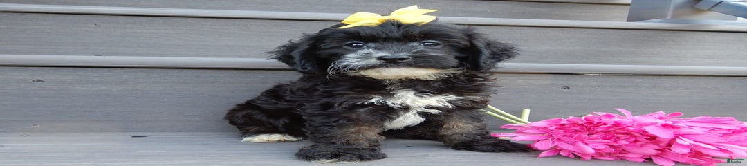 Dolly