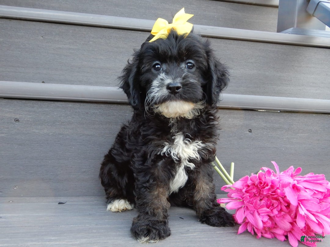 Cockapoo dogs for sale: Dolly - Image 7