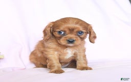 Cavalier King Charles Spaniel dogs for sale: Joy - Image 4