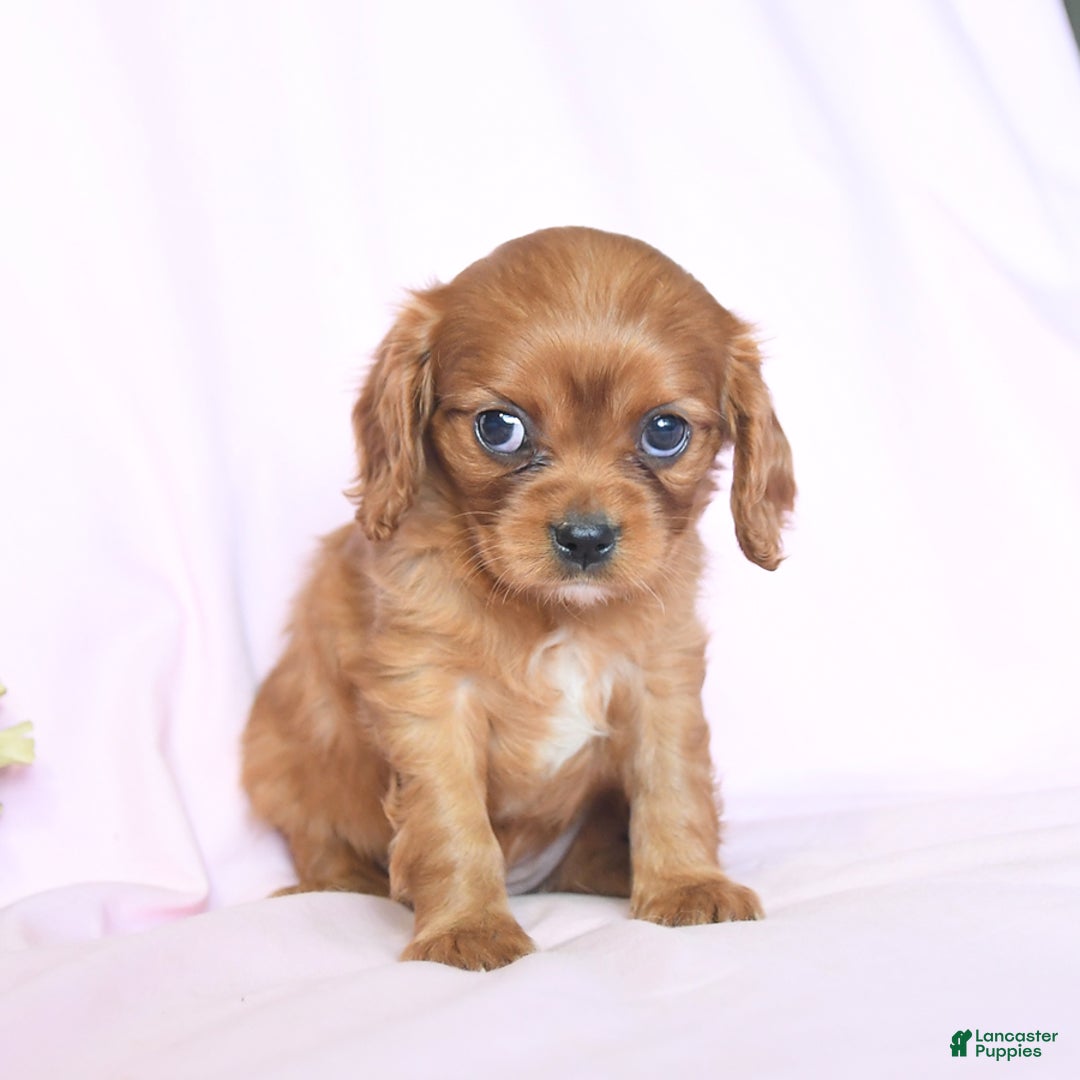 Cavalier King Charles Spaniel dogs for sale: Joy - Image 4
