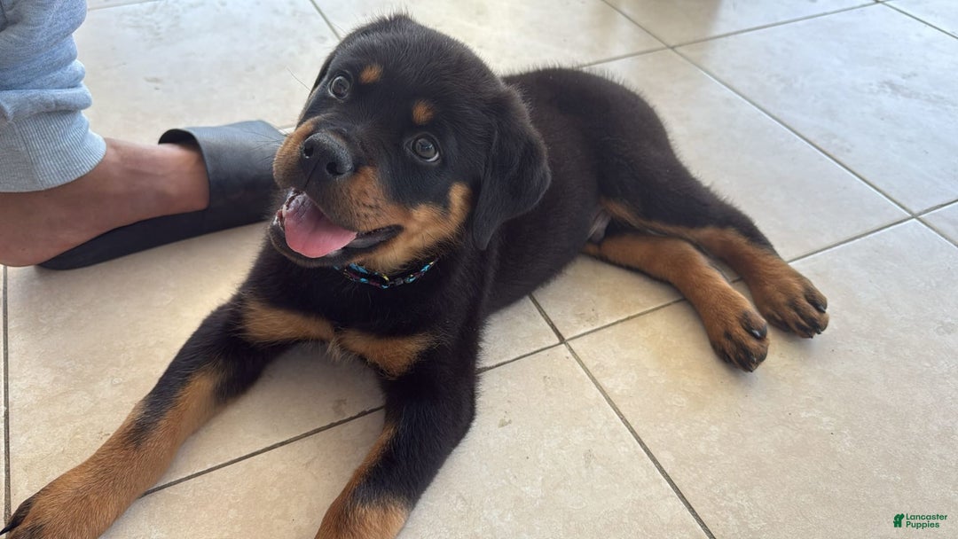 Rottweiler dogs for sale: Duke - Image 4