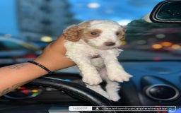 Miniature Poodle dogs for sale: Teddy Riley - Image 5