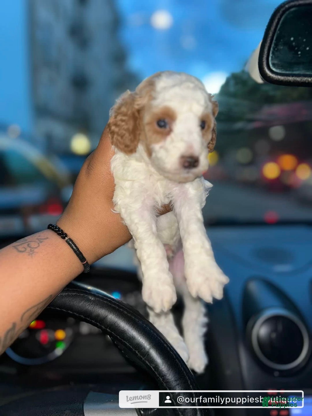 Miniature Poodle dogs for sale: Teddy Riley - Image 5