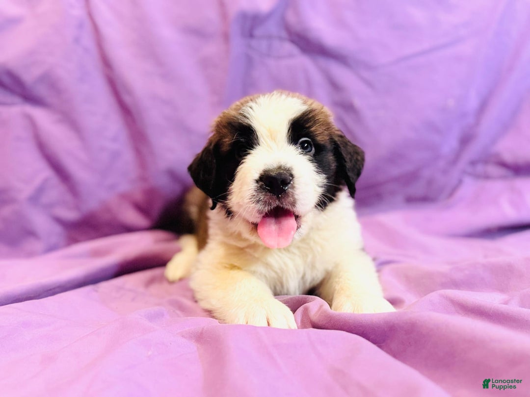 Saint Bernard dogs for sale: 14 Saints Available - Image 22