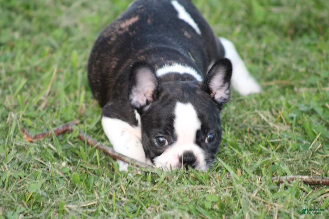 French Bulldog dogs for sale: Natalie - Image 21
