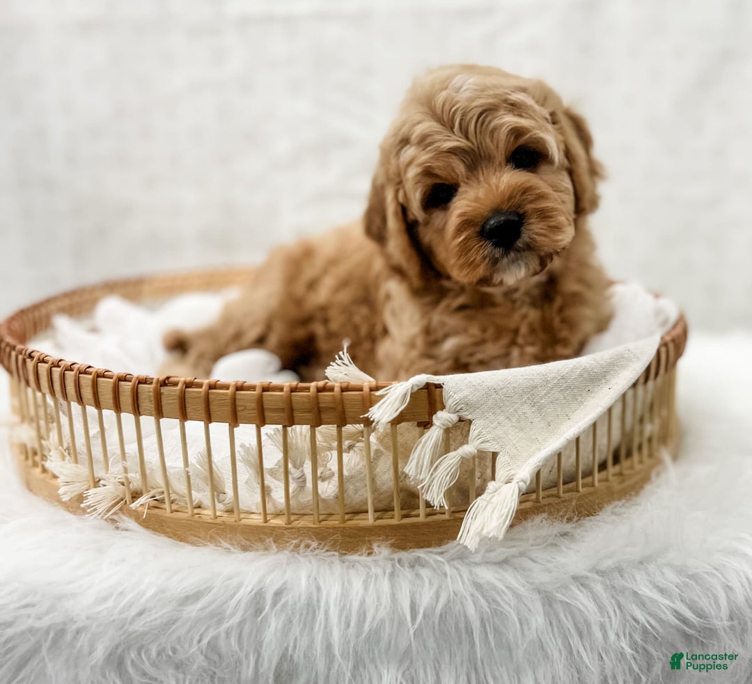 Cavapoo dogs for sale: Jordan - Image 8