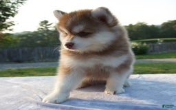 Pomsky dogs for sale: Mickey - Image 1