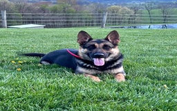 German Shepherd dogs for sale: Max - Image 5