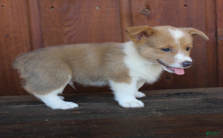 Welsh Corgi Pembroke dogs - Advert 27