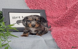 Miniature Dachshund dogs for sale: Jones - Image 4