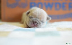 French Bulldog dogs for sale: Grey collar - Image 6