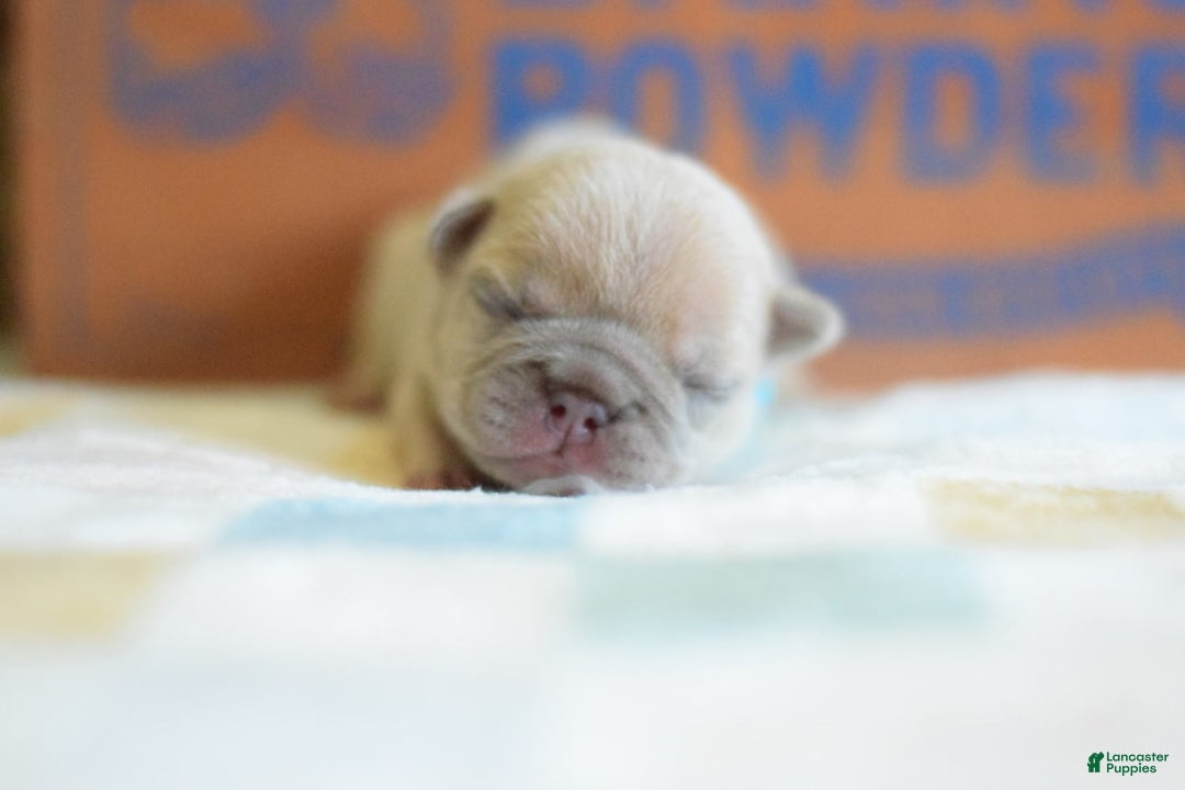 French Bulldog dogs for sale: Grey collar - Image 6