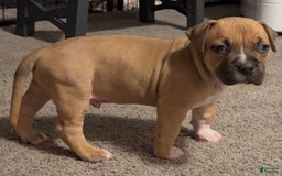 American Bully dogs for sale: Chase - Image 9