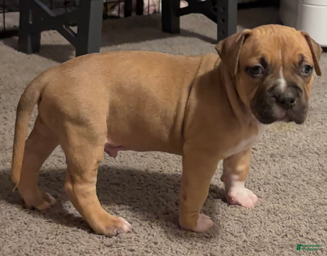 American Bully dogs for sale: Chase - Image 9