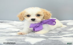 Cavapoo dogs for sale: Sugar - Image 5