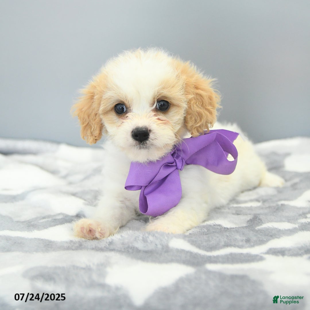 Cavapoo dogs for sale: Sugar - Image 5