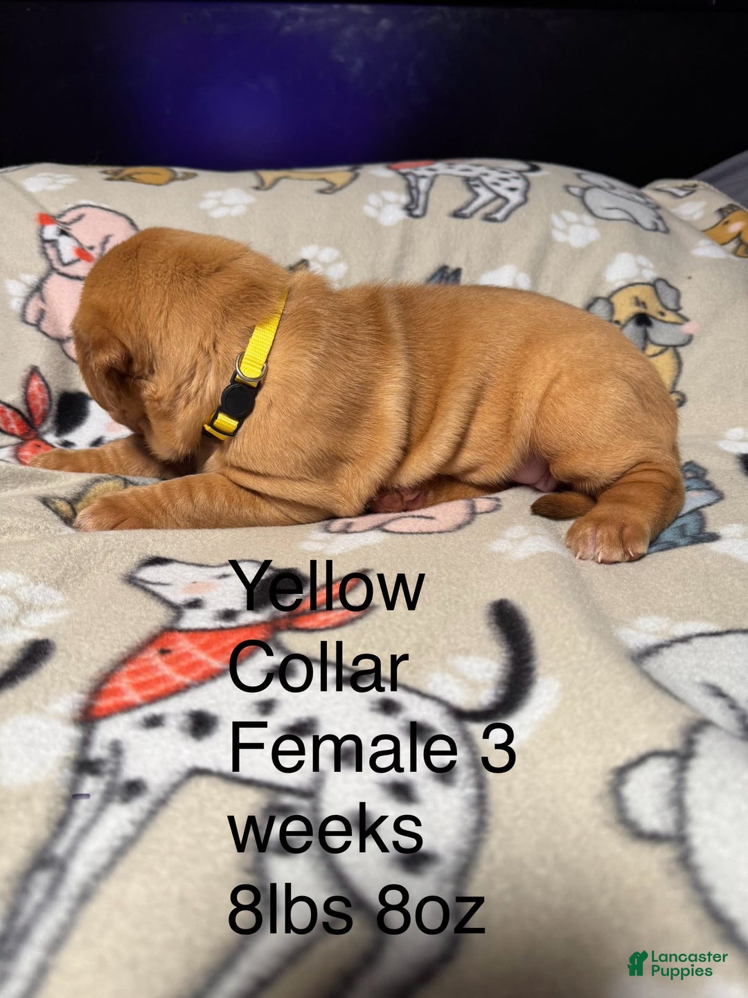 Dogue De Bordeaux dogs for sale: Pink Collar Female - Image 3