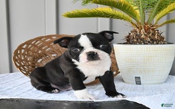 Boston Terrier dogs for sale: Domino - Image 2