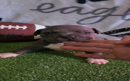 American Bully dogs for sale: Batman - Image 14