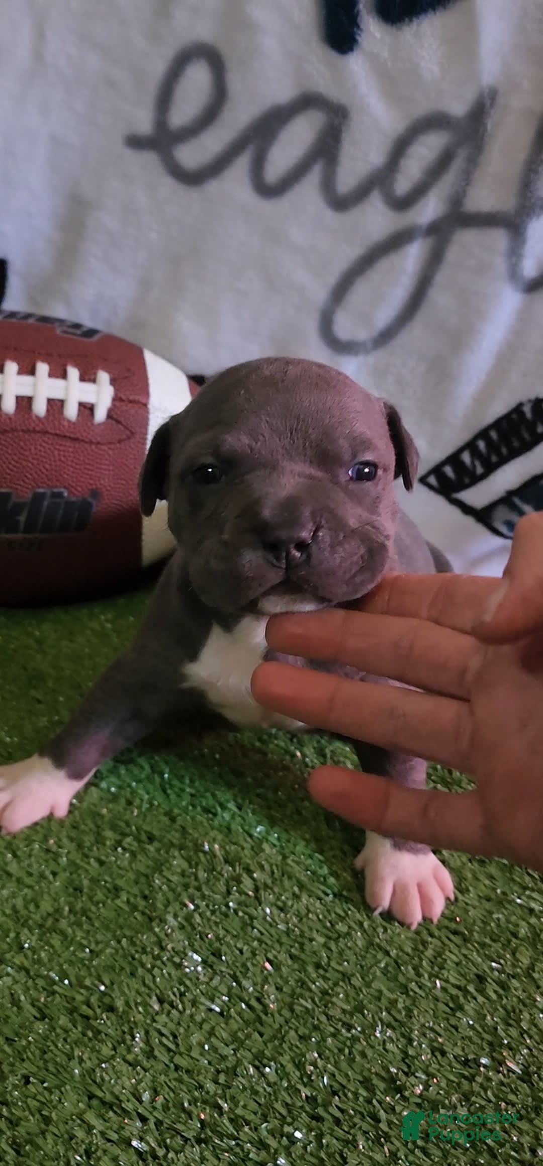 American Bully dogs for sale: Batman - Image 14