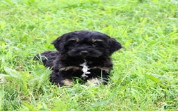Cockapoo dogs for sale: Betty - Image 2