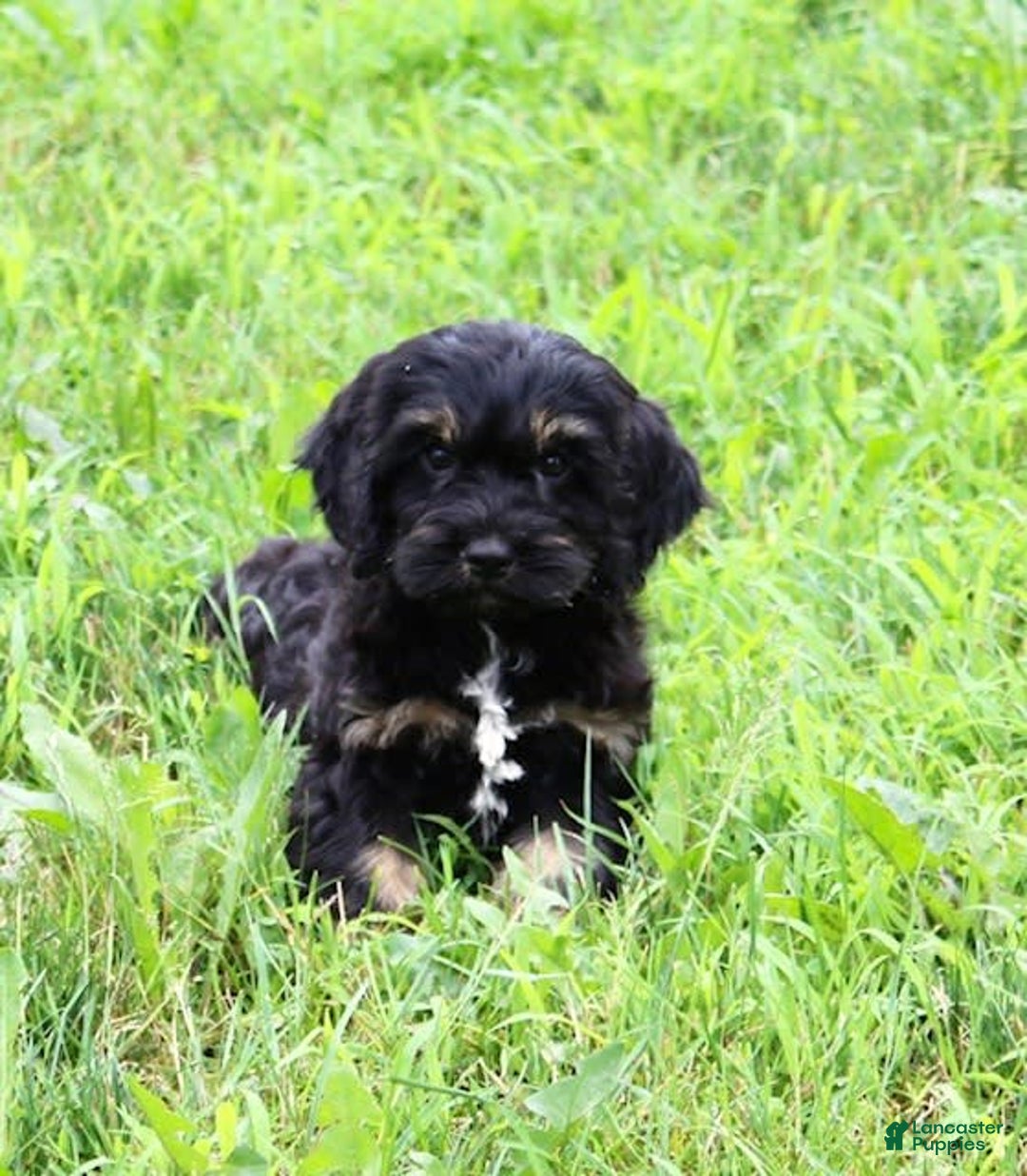 Cockapoo dogs for sale: Betty - Image 2