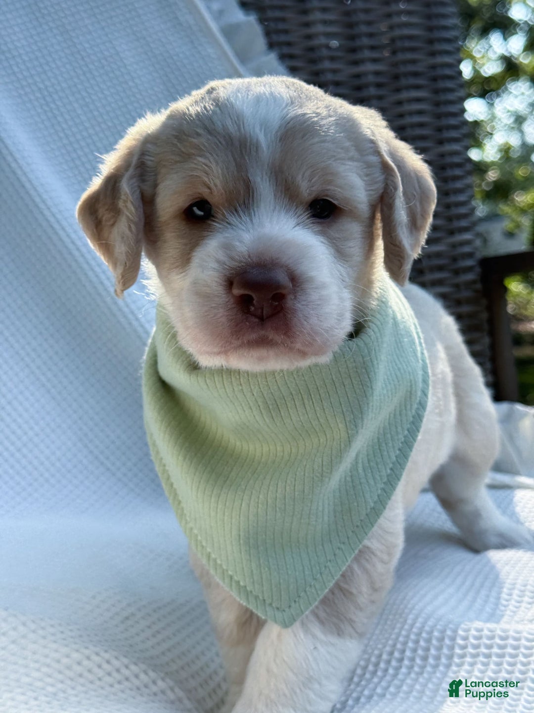 Labradoodle dogs for sale: Pumpkin - Image 8