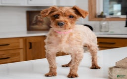 Yorkiepoo dogs for stud: Rose - Image 3