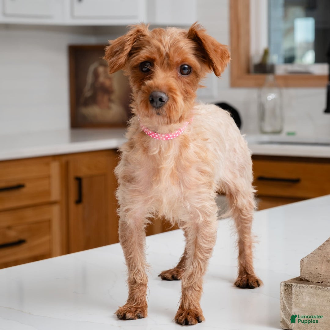Yorkiepoo dogs for stud: Rose - Image 3