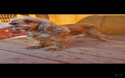 Cocker Spaniel dogs for sale: Nash - Image 30