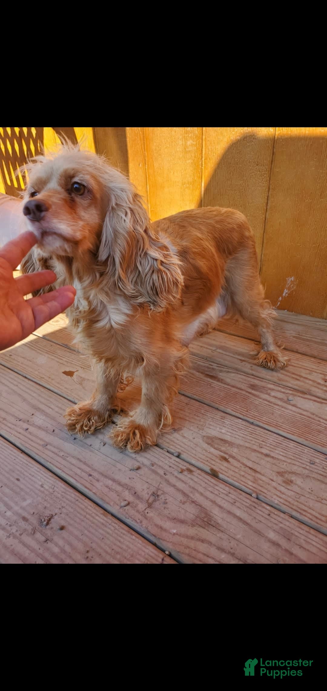 Cocker Spaniel dogs for sale: Nash - Image 30
