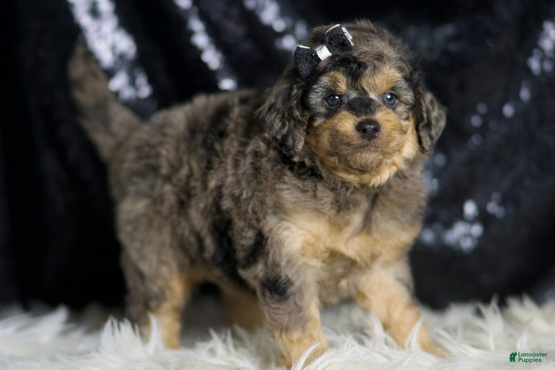 Mini Goldendoodle dogs for sale: Remington - Image 6