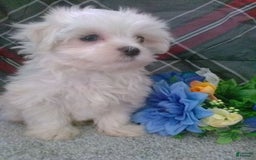 Maltese dogs for sale: Dawson - Image 7