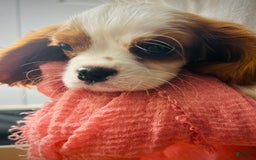 Cavalier King Charles Spaniel dogs for sale: Pinkie - Image 2