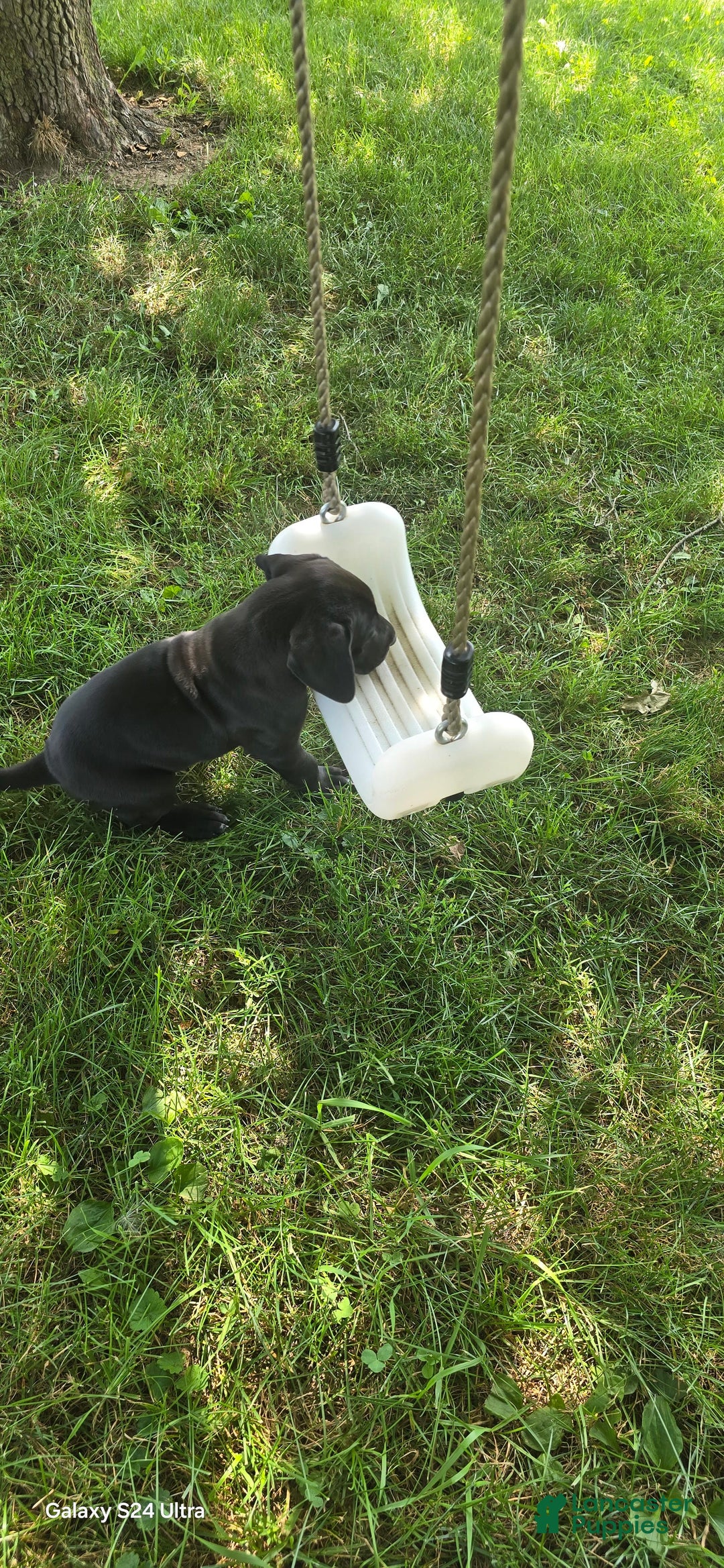 Great Dane dogs for sale: Storm - Image 25