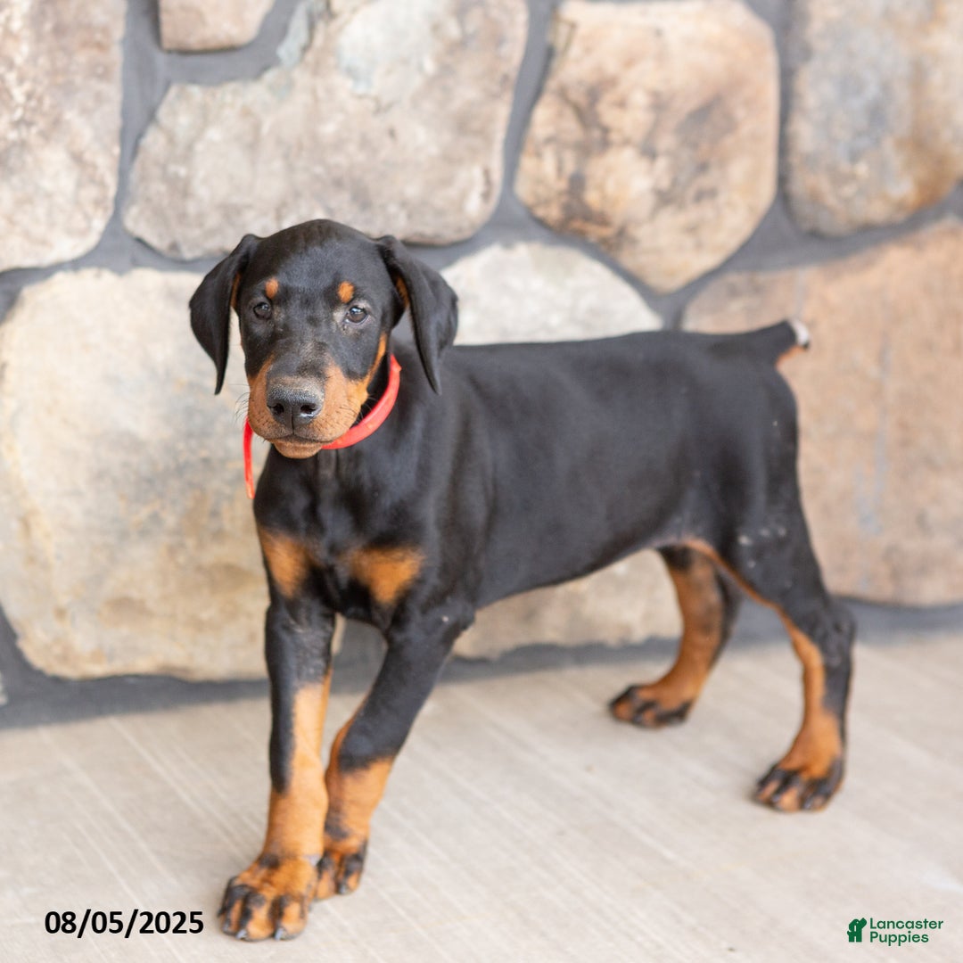 Doberman Pinscher dogs for sale: Rachelle - Image 3