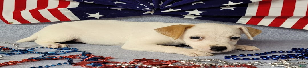 Westforks Jade Purebred Female