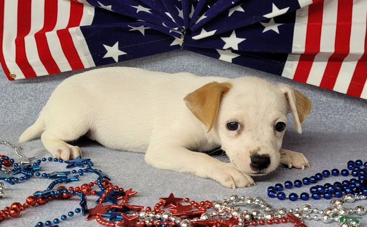 Jack Russell Terrier dogs for sale - Ad 5