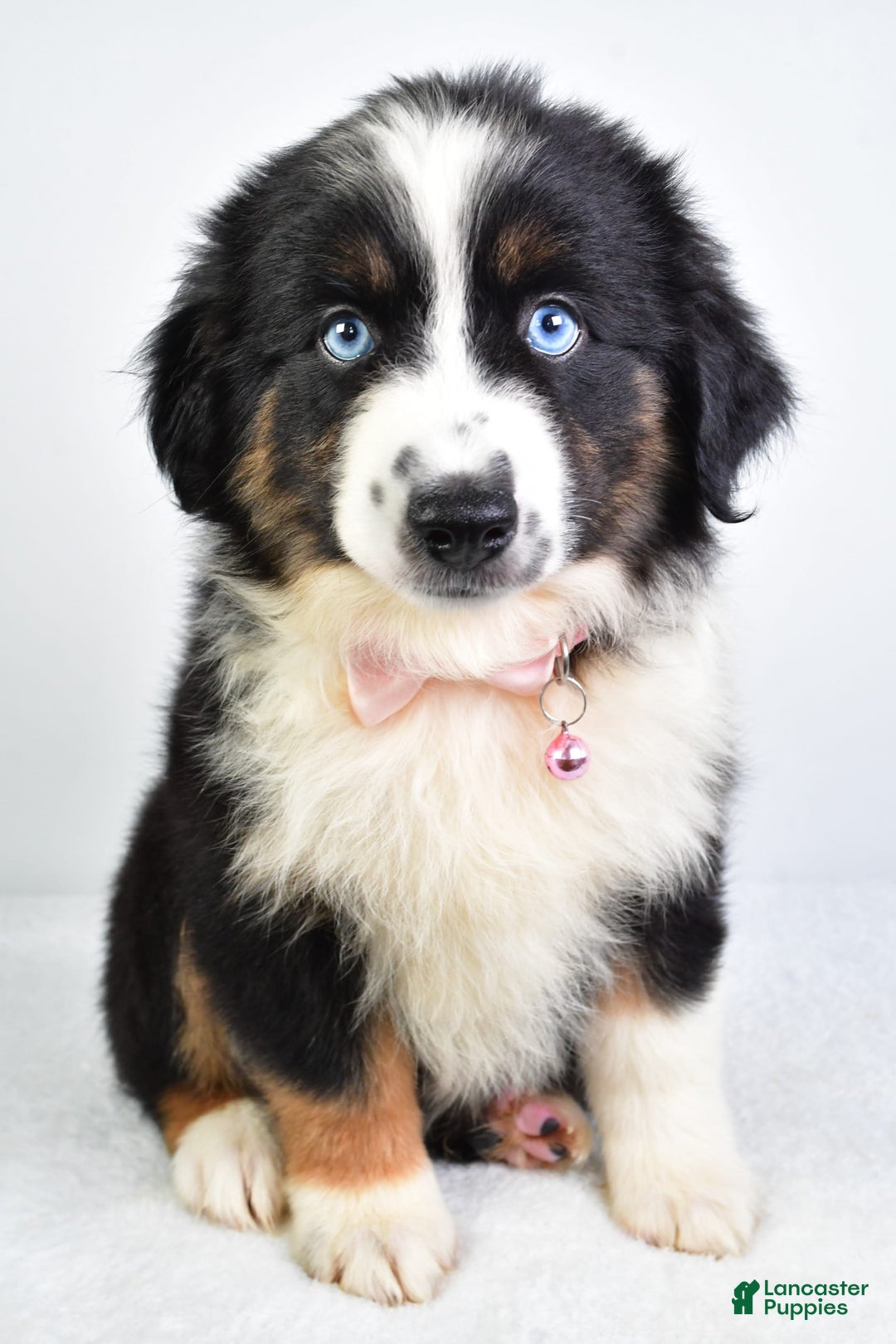 Miniature Australian Shepherd dogs for sale: Jody - Image 2