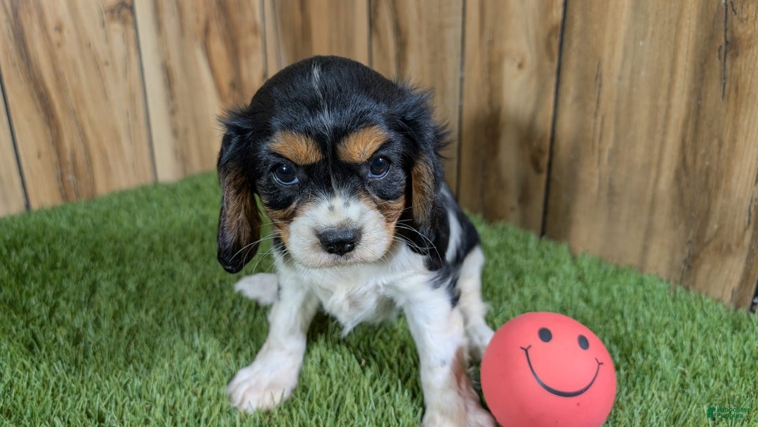 Cavalier King Charles Spaniel dogs for sale: Stardust Girl 1 - Image 1