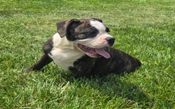 Olde English Bulldogge dogs for sale: Jp - Image 12