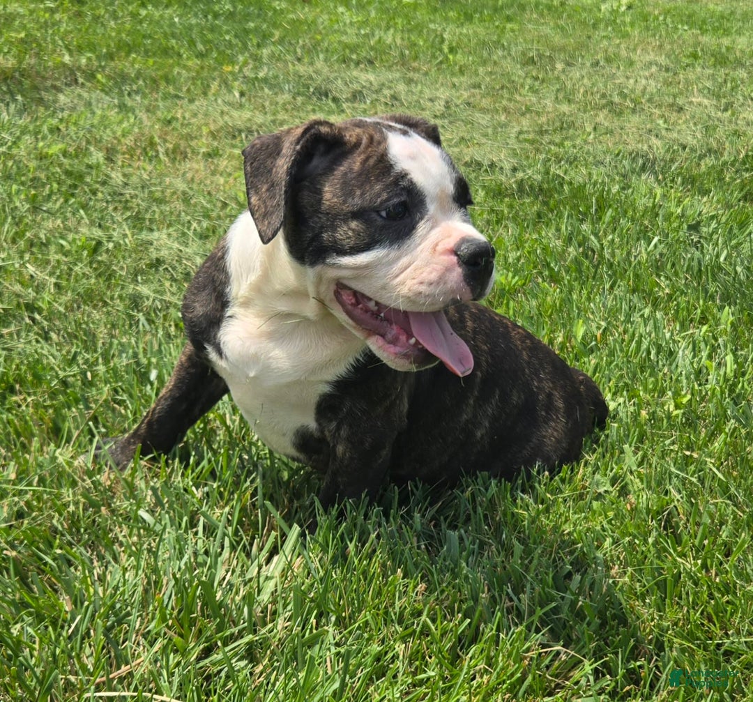 Olde English Bulldogge dogs for sale: Jp - Image 12