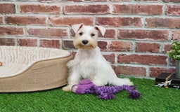 Miniature Schnauzer dogs for sale: Miniature Schnauzer 6 puppies - Image 19